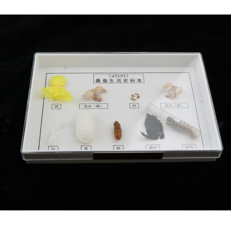 Lifecycle of Silkworm Specimens Taxidermy Framed Collectible, 7.5x5x1.2inch