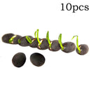 10 seeds 4 color mix Lotus Flower Seed water Aquatic Plant Nelumbo
