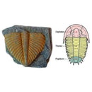 100% Natural Trilobite Tail Fossil Ancient fossils specimens Collection tea Favo