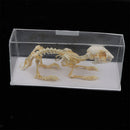 Real Rabbit Skeleton Specimens Biology Teaching Instruments Student Science