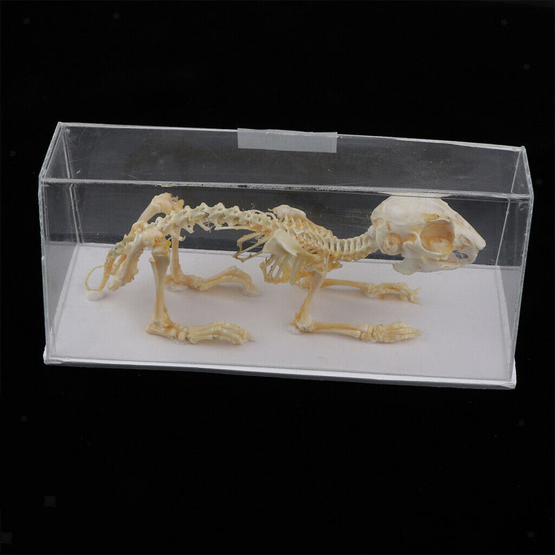 Real Rabbit Skeleton Specimens Biology Teaching Instruments Student Science