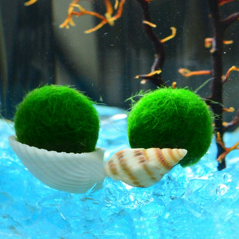 1pc Green Nano Seaweed Ball Moss Live Aquarium Plant Fis AU