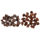100x Natural Dried Flower Fruit Pine Cones Ornament Decorative Bowl Display