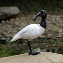 Artificial Black Crested Ibis Bird Realistic Home Garden Table Decoration