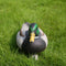 Plastic Lifelike Mallard Duck Decoy Floating Drake Duck Decoy For Hunting
