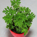 100pcs Citronella Plant seeds Mozzie buster plant mosquito repellent plantE â„–[