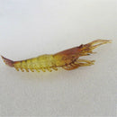 10Pcs Shrimp Soft Lures 10cm 4g Smell Simulation Jig Fishing Lures Isca Art C4L4