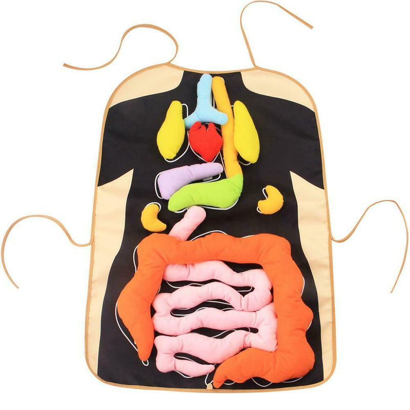 Human Body Organs Apron Awareness Insights Educational Toys for Children New