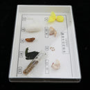 Lifecycle of Silkworm Specimens Taxidermy Framed Collectible, 7.5x5x1.2inch