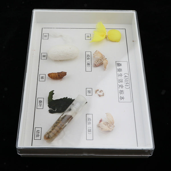 Lifecycle of Silkworm Specimens Taxidermy Framed Collectible, 7.5x5x1.2inch