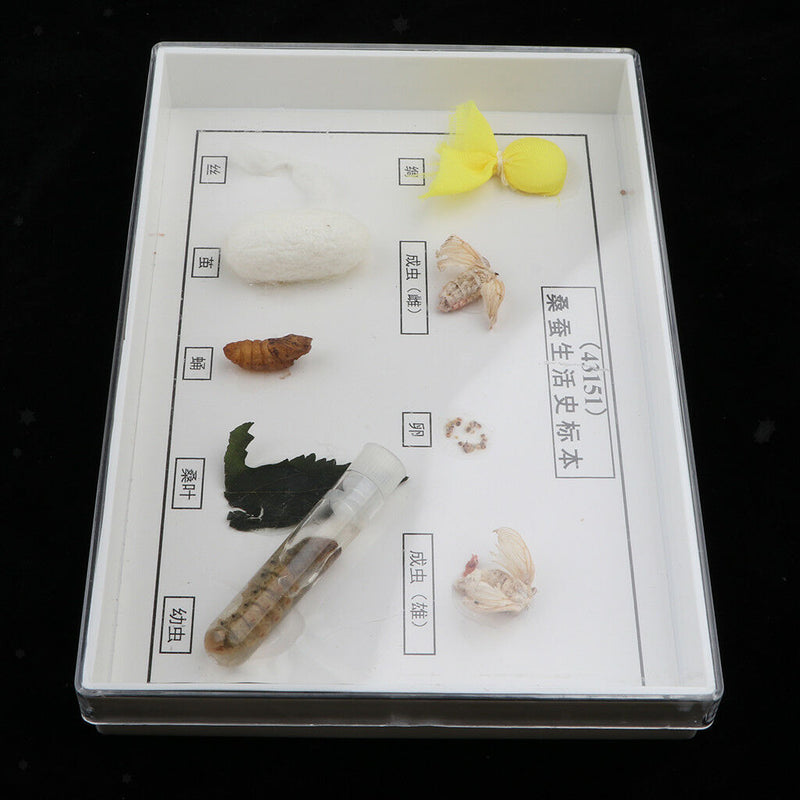 Lifecycle of Silkworm Specimens Taxidermy Framed Collectible, 7.5x5x1.2inch