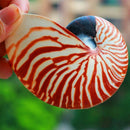 14-16Cm 5.5-6.3Inch Natural Nautilus Seashell Tiger Chambered Nautilus Home