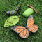 Life Cycle of Butterfly - Includes Egg, Larva, Pupa, and Butterfly - Educational