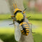 30x Bee Summer Insect Statue Tree Lawn Ornament Animal Sculpture Decor Gift