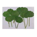 12pcs Pressed Dried Leaves Plant Specimen - DIY Art Craft Scrapbook Card DIY
