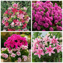 Cytokinin Plant Hormones Improve Vegetable Flower Fruit Tree Better Product lj