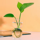 Glass Bubble Flower Vase Glass Planter Hydroponics Air Plant Bulb 2 Balls