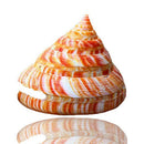 Emperor's Slit Shell Cone Shells Multi-Purpose DIY Crafts Nautical Decors 5