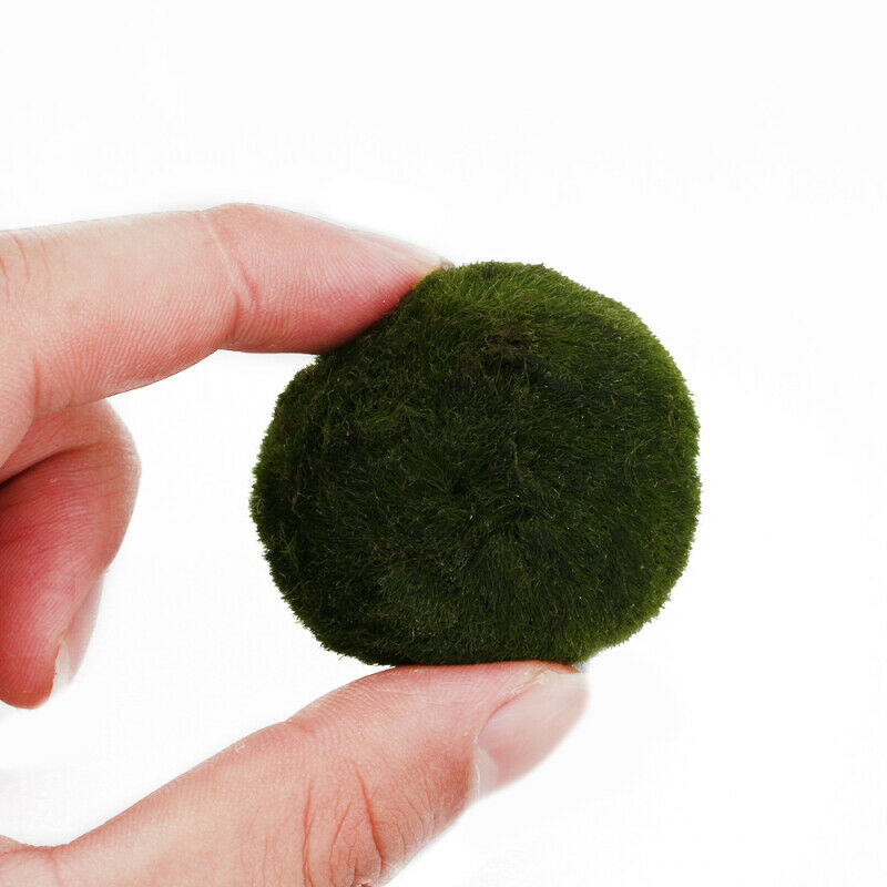 Marimo Ball Live Algae Aquarium Plant Fish Tank Landscape Ornament 3-4c ZGE