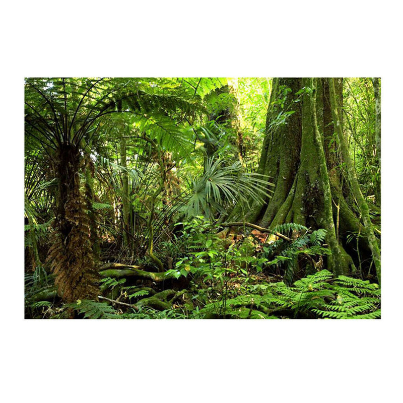 Aquarium   Tank Background Poster Rainforest Landscape Decor 60x100cm