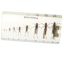 Science Education Specimens Biology Teaching Tool - Life Cycle of Locust