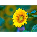 DIY Diamond Painting Kits Sunflower Full Round Drill Handicraft Art (WX631)