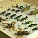 100x Steel Insect Pins Specimen For School Lab Entomology Dissection Supply H4Q5