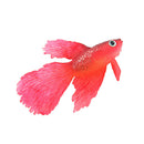 2 PCS Fluorescent Fish Tank Landscape Animals Silicone