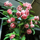 Camellia impatiens Seeds Balcony Potted Diy Plant Anthurium For Home Garden SP