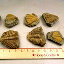 100%-Natural Trilobite Tail Fossil Ancient fossils teaching New Coll specim X8F2