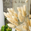 20PCS Bunny Tails Lagurus Ovatus Grass Dried Flower For Home Wedding DIY Decor