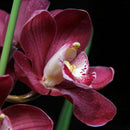 100 PCS Chinese Cymbidium Orchid Indoor Potted Flowers Orchid Cicada Q2Z1 S Q5T5