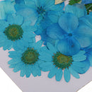 5 Kinds Flowers Natural Pressed Dried Flowers Pressed Leaves For Scrapbooking