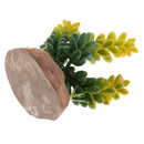 Set of 2, Plastic Terrarium Bamboo Leaf & Succulent Plant Animals Habitat for