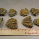 Natural Trilobite Tail Fossil Ancient Fossils Teaching Specimen Collection Decor