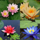 10 seeds 4 color mix Lotus Flower Seed water Aquatic Plant Nelumbo