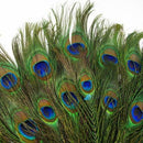 50pcs lots Real Natural Peacock Tail Eyes Feathers 8-12 Inches  JÃ‘Æ’
