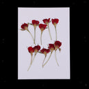 10 Pieces Pressed Dried Flower Half Cut Rose Flower Scrapbooking Embellishments