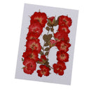 Mixed Natural Pressed Dried Rose Flower Leaves DIY Scrapbook Craft 2-2.5cm