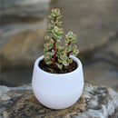 1 pc Plastic Plant Flower Pot Garden Home Office Decor Desktop Flower OZ