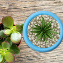5X(Mini Round Plastic Plant Flower Pots Home Office Decor Planter 7CM Blue W8R6)