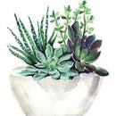 5D Diamond Painting Succulent Plant DIY Full Drill Cross Stitch Decor (375)