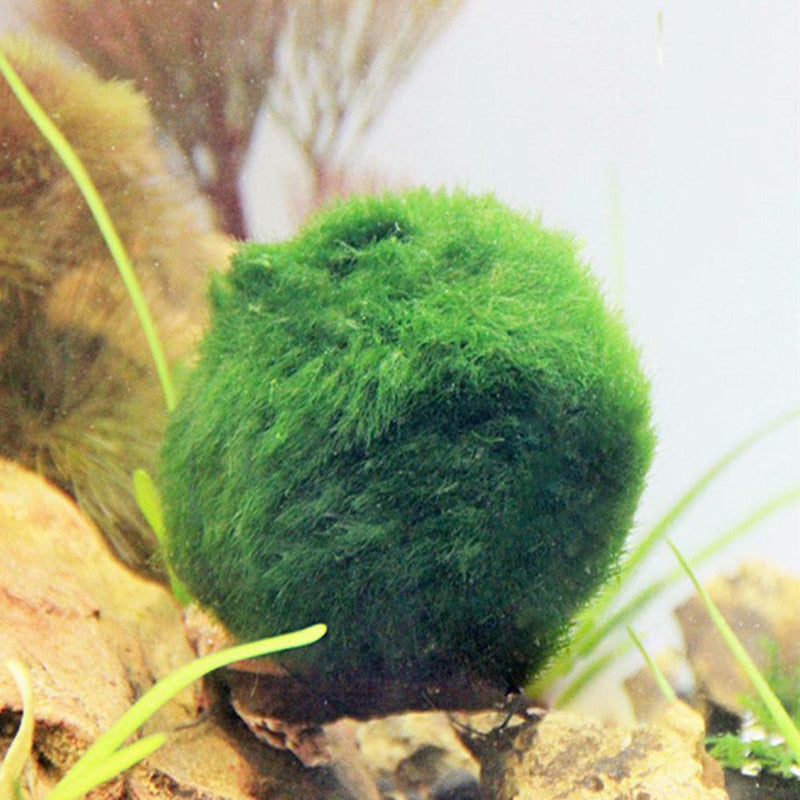 4cm Aquarium  Live aquarium Green Algae Ball plant Fish tank betta sea Decro