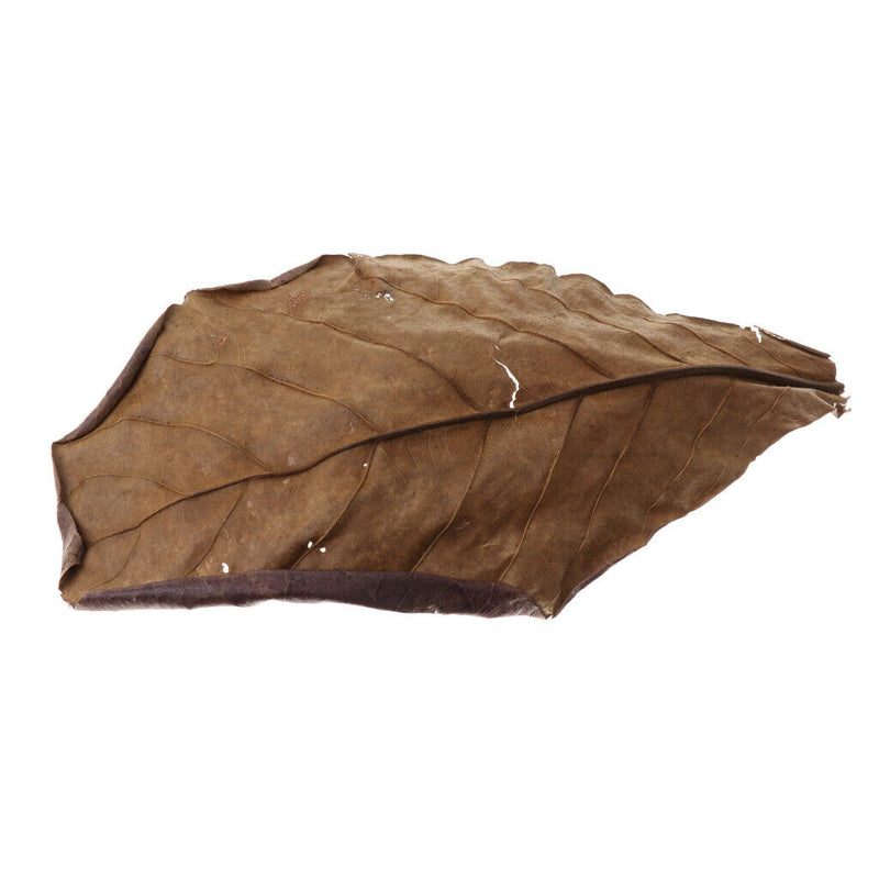 Catappa Leaf Betta Leaves Water Conditioner for   Tank Aquarium Pets , 10