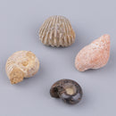 Pristine Natural Stones Reiki Rocks Ornament for Bonsai Fish Tank, Set of 12