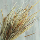 50pcs Natural Dried Thousand Grass Reed Flower Bunch Wedding Plant Decor _AU