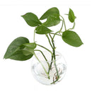 Round Sphere Vase in Transparent Glass Fish Tank