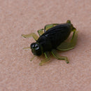 100Pcs 2.5cm Soft Fishing Lures Simulation Cricket Insect Shape Baits Outdoor