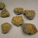 Natural Trilobite Tail Fossil Ancient Fossils Teaching Specimen Collection Decor