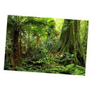 Aquarium   Tank Background Poster Rainforest Landscape Decor 60x100cm